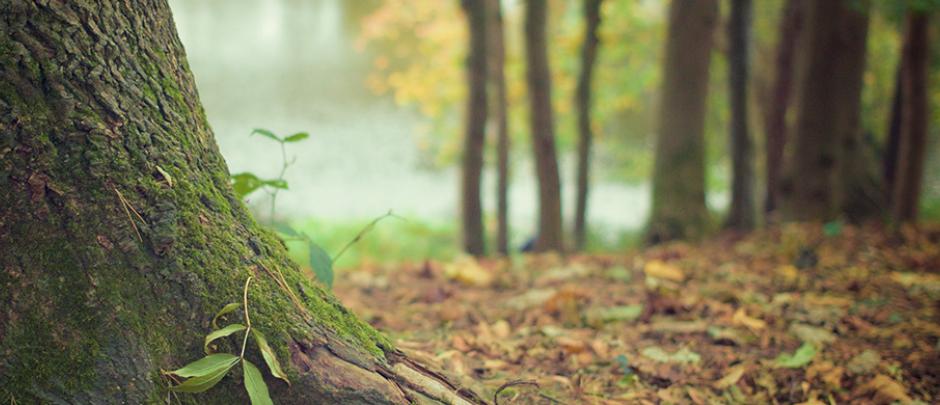 La Cali nouveau propriétaire forestier